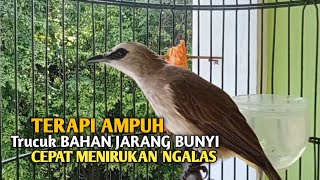 Download lagu Trucuk BETINA memanggil Jantan Suara Birahi Ngecuplik 100% pancingan trucukan gacor agar BUNYI EMOSI mp3