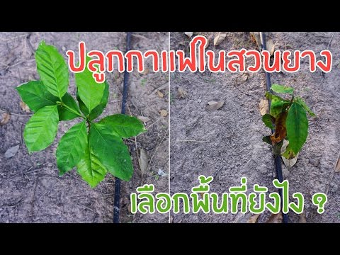 นกกระทาไข่สูตรความแรง เชื้อโรคหญิงใน Podolsk