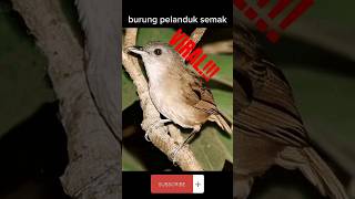 Download lagu AMPUH!.. suara pikat burung pelanduk semak. #birds #pelanduksemak #shortsvideo mp3