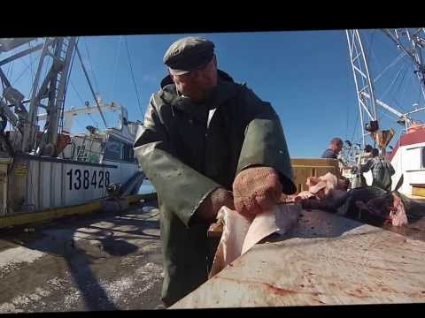 Cleaning a catch of Newfoundland Cod