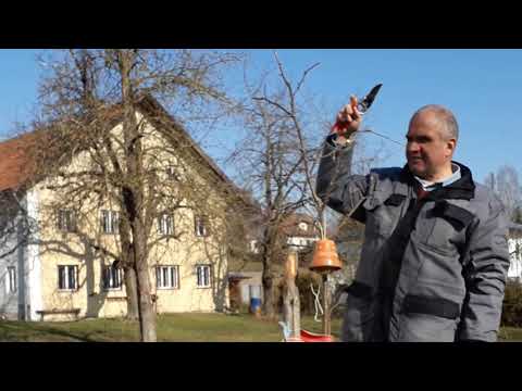 Aufbauschnitt beim Apfelhalbstamm