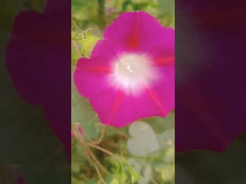 flowers are so beautiful