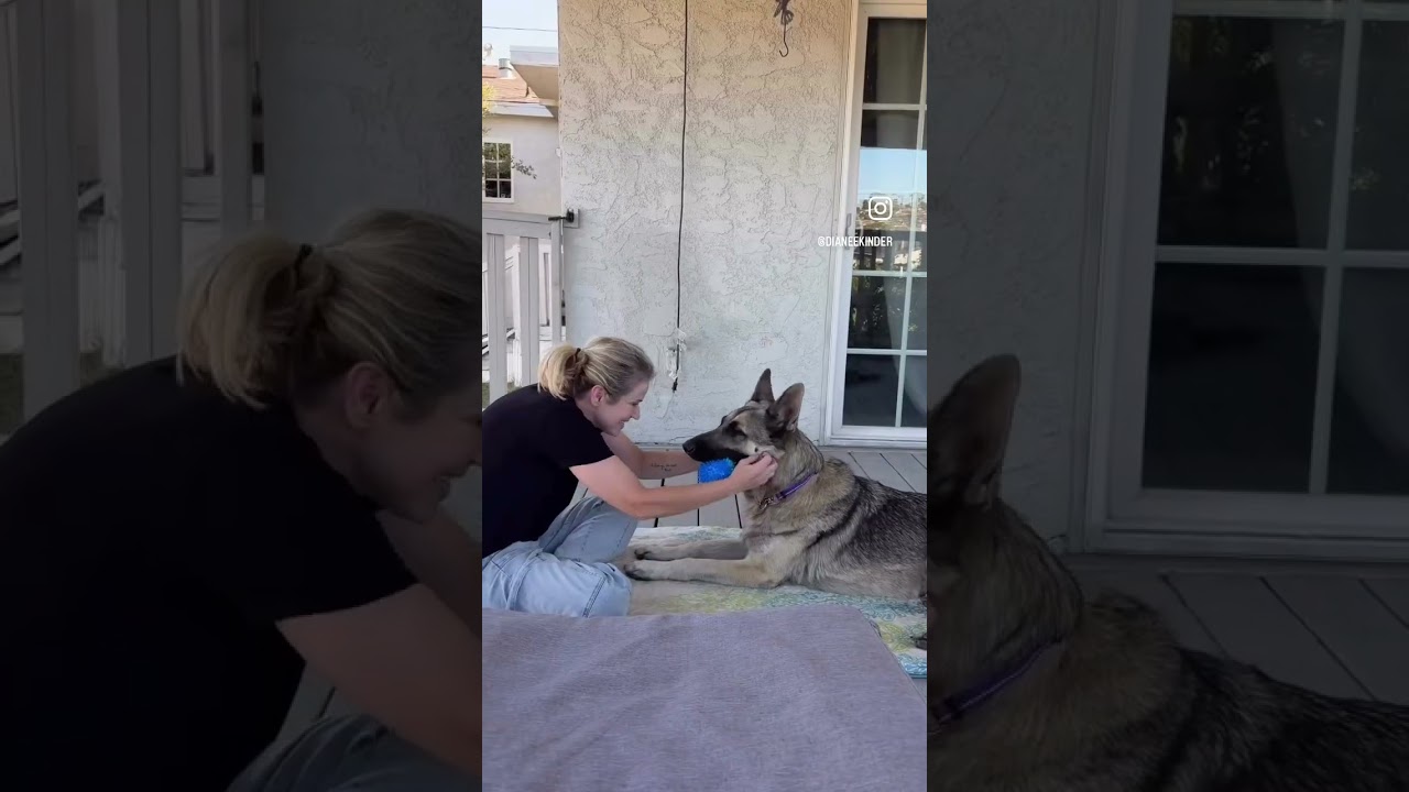 Cooley, a Adoptable German Shepherd Dog in Rancho Palos Verdes, CA video 3/6