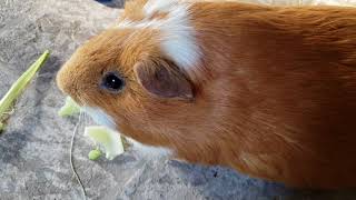keep your guinea pig smelling clean