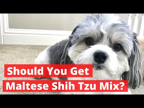 Should you get Maltese Shih Tzu Mix (Malshi) | Everything About Maltese Shih Tzu Mix