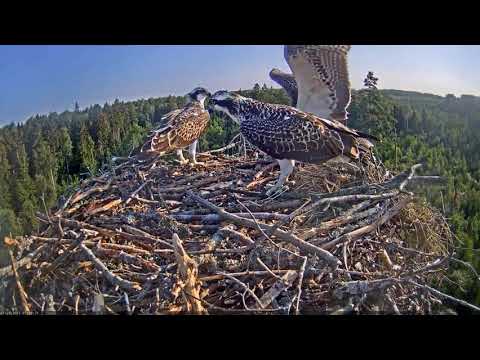 Live fish was brought to the osprey chicks, but they let it go.
