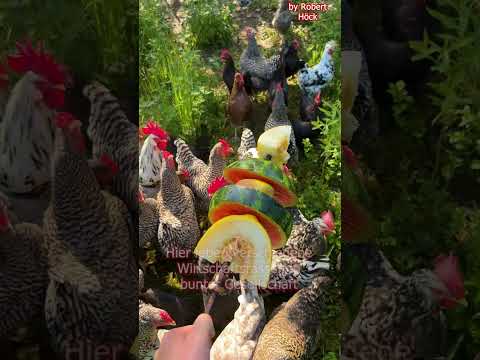 Colorful flock of chickens - Can you keep different breeds of chickens together? #bantams #keepin...