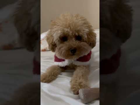 経営学科 飼い主のベッドでネムネムなトイプードル15ヶ月 #toypoodle #トイプードル