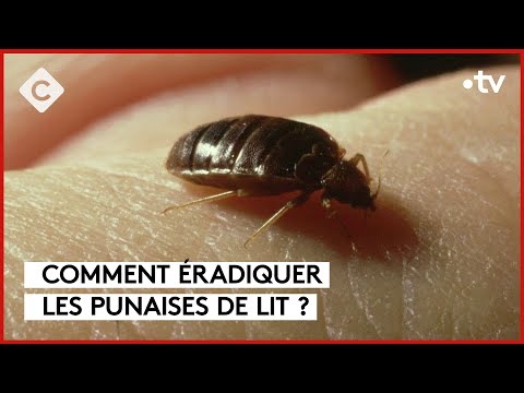 Punaises de lit : un fléau qui prend de l’ampleur - C à Vous - 08/09/2023