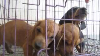 preview picture of video 'Bán chó lạp xưởng ( dachsund ) thuần chủng giá chỉ 1,9tr liên hệ 0986006465'