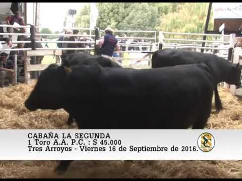 16-09-16 Venta de Toros A.A. P.C. - Cabaña La Segunda - Tres Arroyos