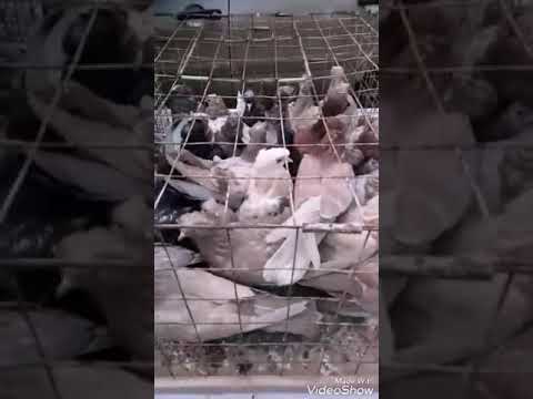 '' ВЫСТАВКА В КРОПОТКИНО '' 27..01..19