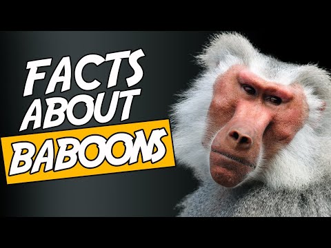 Top 10 Interesting Facts About Baboons No 4 Will Scare You