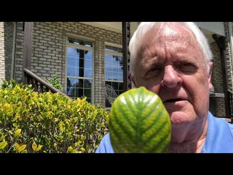 Gardenia nutrient Deficient