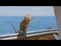 The Chronicles Of Narnia The Voyage Of The Dawn Treader Reepicheep VS Eustace 2010