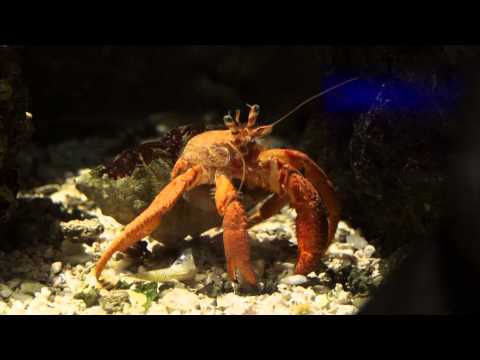 ACQUARIO di GENOVA in HD - DELFINI, PINGUINI, FOCHE, SQUALI & C. IN FONDO AL MARE - 3.8.2015