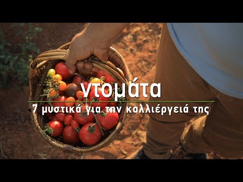 , title : '🍅 Ντομάτα: 7 μυστικά για την καλλιέργειά της - Τα Μυστικά του Κήπου'