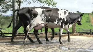 Vídeo 31 - 1º LEILÃO ANUAL SITIO TIMOTEO | VACAS 3/4 E 7/8