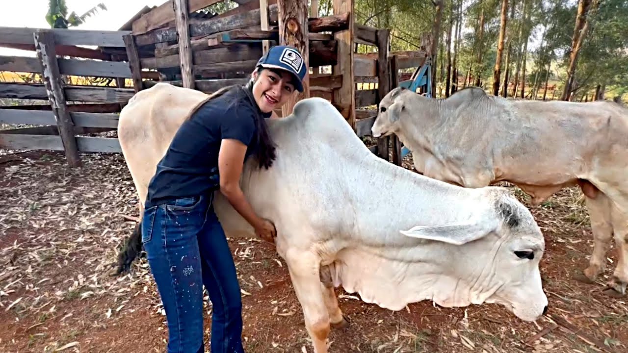 COMO ESTÃO OS BEZERROS DO VÔ!!!🤠🐮