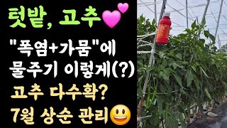 고추???? 많이 따려면???? 이럴때(?)는 물을 매일줘도 됩니다.