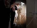 The Llama Entered the House Covered in Mud… You Won’t Believe What Happened Next!