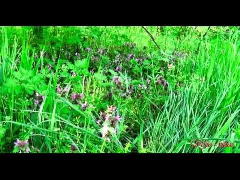 becixmat - Relax 2032 - Príroda - Nature - Full HD