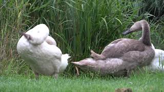 Cygnet and Swan family update - no more ugly ducklings