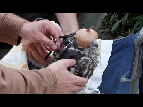 Installation of satellite transmitters on the Saker Falcon in Slovakia