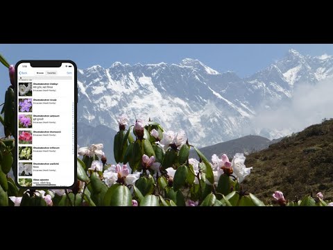 Wildflowers of Mount Everest Video