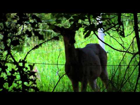 Twilight Visitor to Kalik Acre