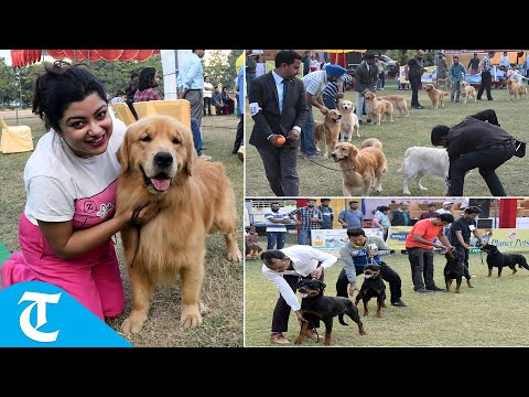 Rottweilers and Golden Retrievers slug it out as two-day dog show begins at Panchkula