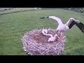 White Stork Bird