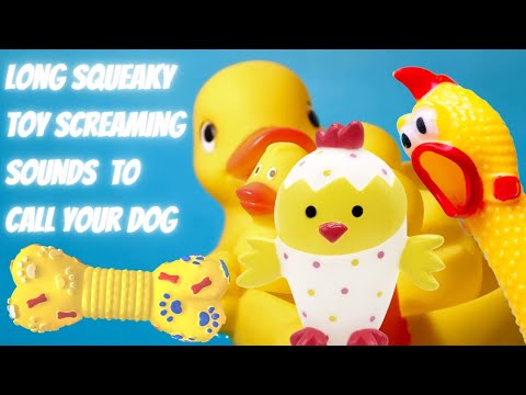 Dog Squeaky Toys: Irresistible Long Screaming Sounds To Call Your Dog