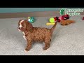 Cavapoo dogs for sale: Barbie - Video 1