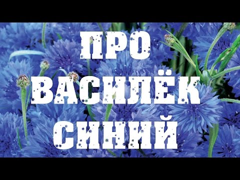 Василек синий: описание, размножение и использование