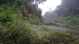 Download lagu Suara Hutan Tropis yang Menenangkan - Kicauan Burung & Jangkrik | Rekaman Asli mp3