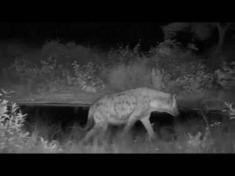 Djuma: Lone Hyena looking around and gets a drink - 21:16 - 05/05/20