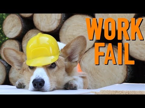 BUILDING A DOG HOUSE - Topi the Corgi