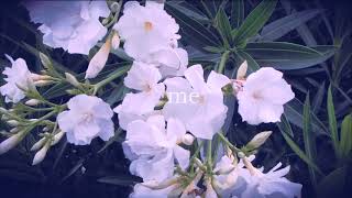 Mother mother-Oleander lyrics