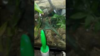 My Green lizard shredded this