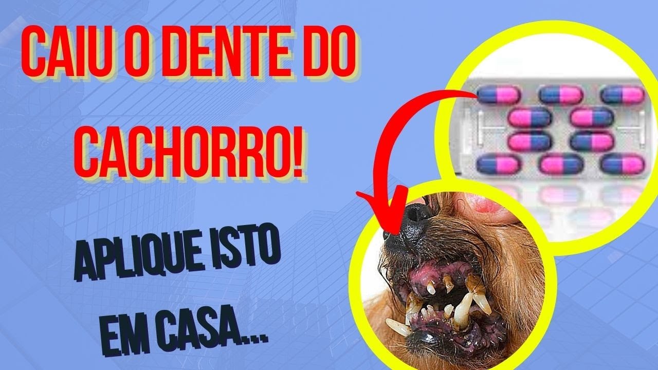 CAIRAM DENTES DO CACHORRO FICANDO BANGUELA DENTE MOLE PODRE BAFO FORTE  RUIM DO CÃO SINAL DE TÁRTARO