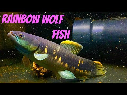 Rainbow Wolf Fish