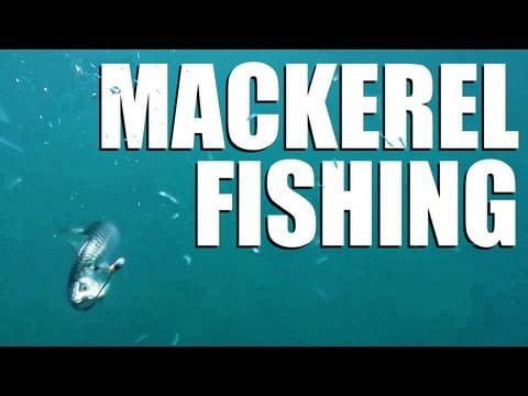 Mackerel fishing off the English south coast – perfect holiday fun Mackerel fishing off the English south coast – perfect holiday fun