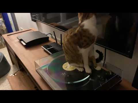 Vanvan cat listens to Jazz