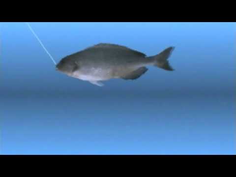 Team Hobnob Let's Play - Reel Fishing II - Episode 6: Winter In-Shore Fishing