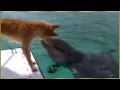Дельфин и собака.. 