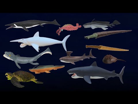 Prehistoric sea life 3 | sharks | @TheKidsPictureShow