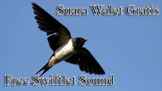 Download lagu Suara Walet Gratis RATU WALET - Free Swiftlet Sound Calling mp3