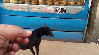 Oriya Dog. No language barrier. Chose PAWS without hesitation.