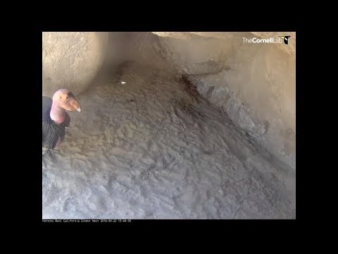 Condor Mom seeks & finds chick for feeding    15 44   Video 2018 09 22 1929431